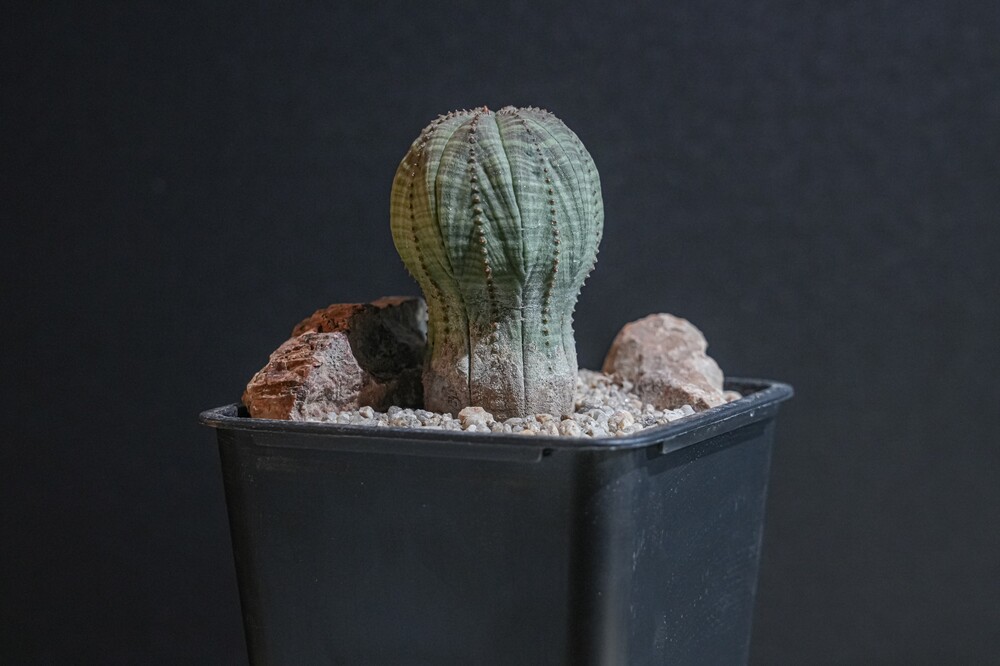 Euphorbia Obesa