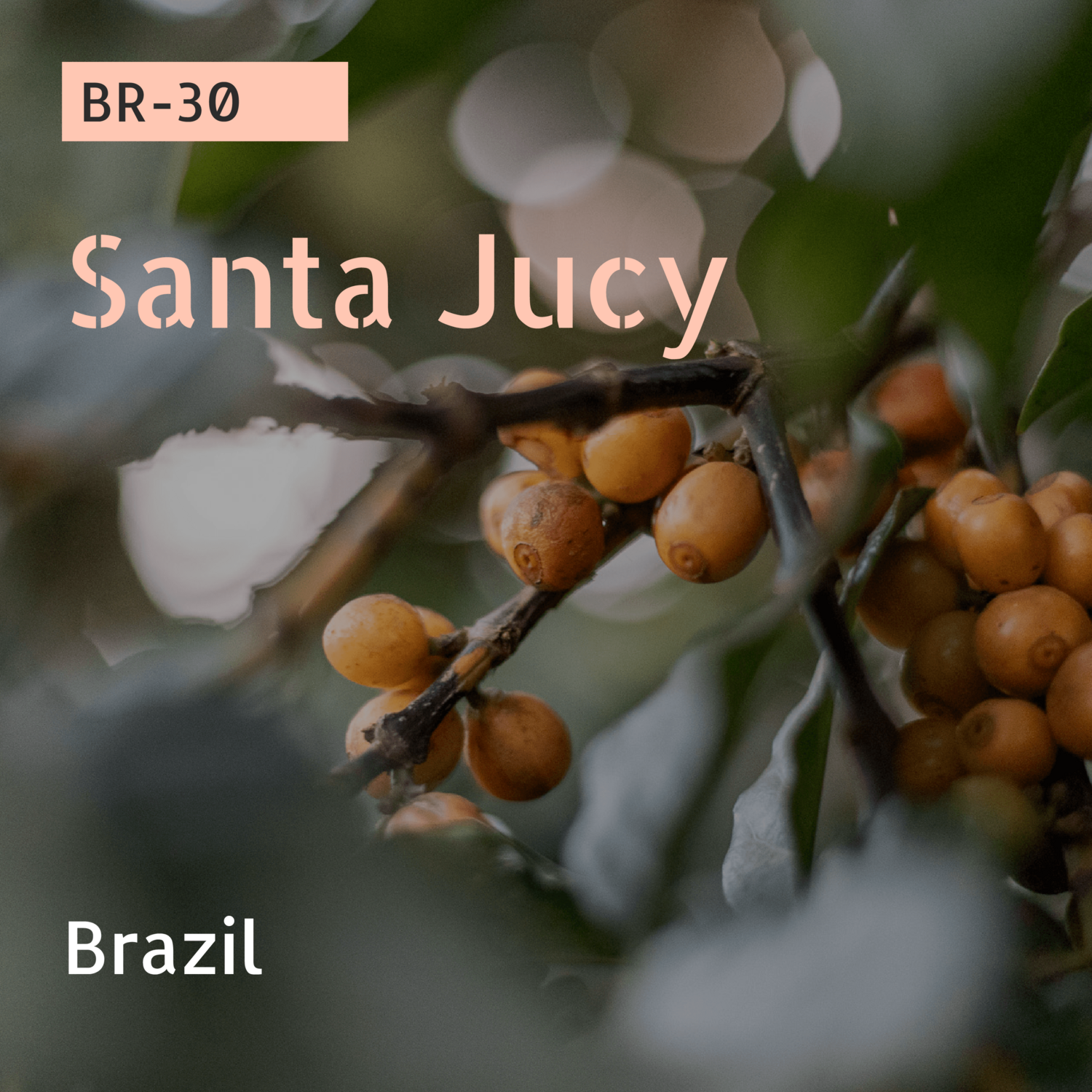 BR-30 / Red Catuai / Natural