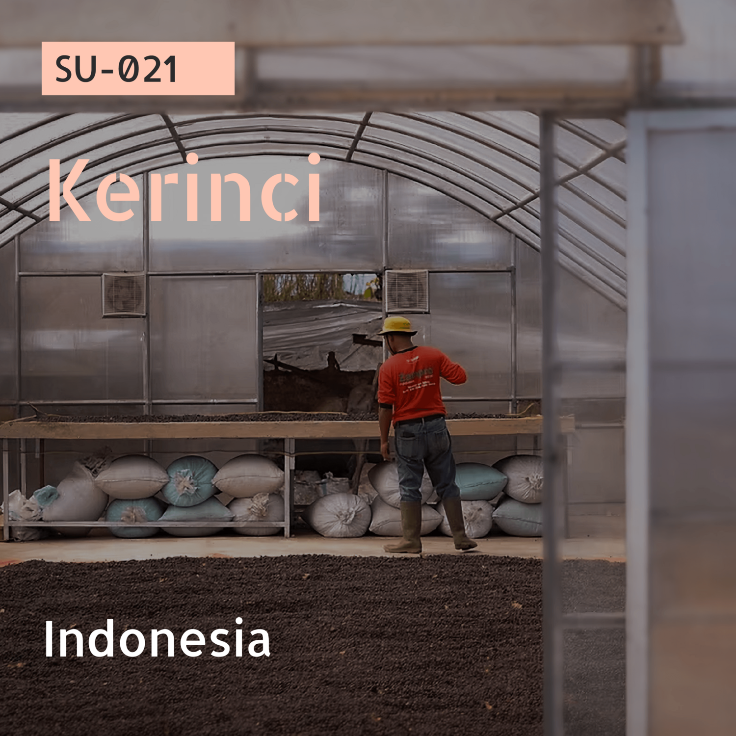 SU-021 / Andungsari,Sigararutang / Honey