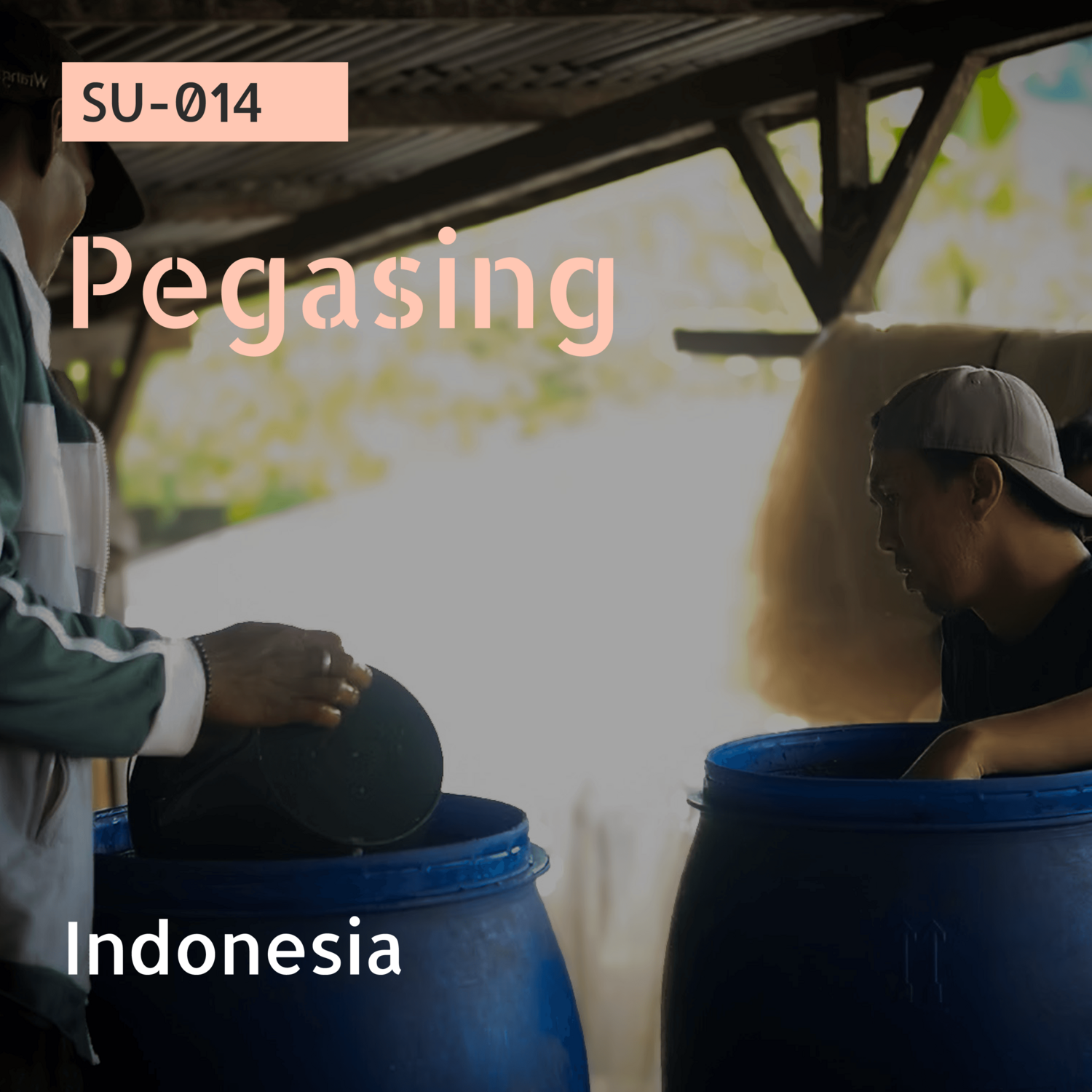 SU-014 / Abyssinia,Andungsari / Washed