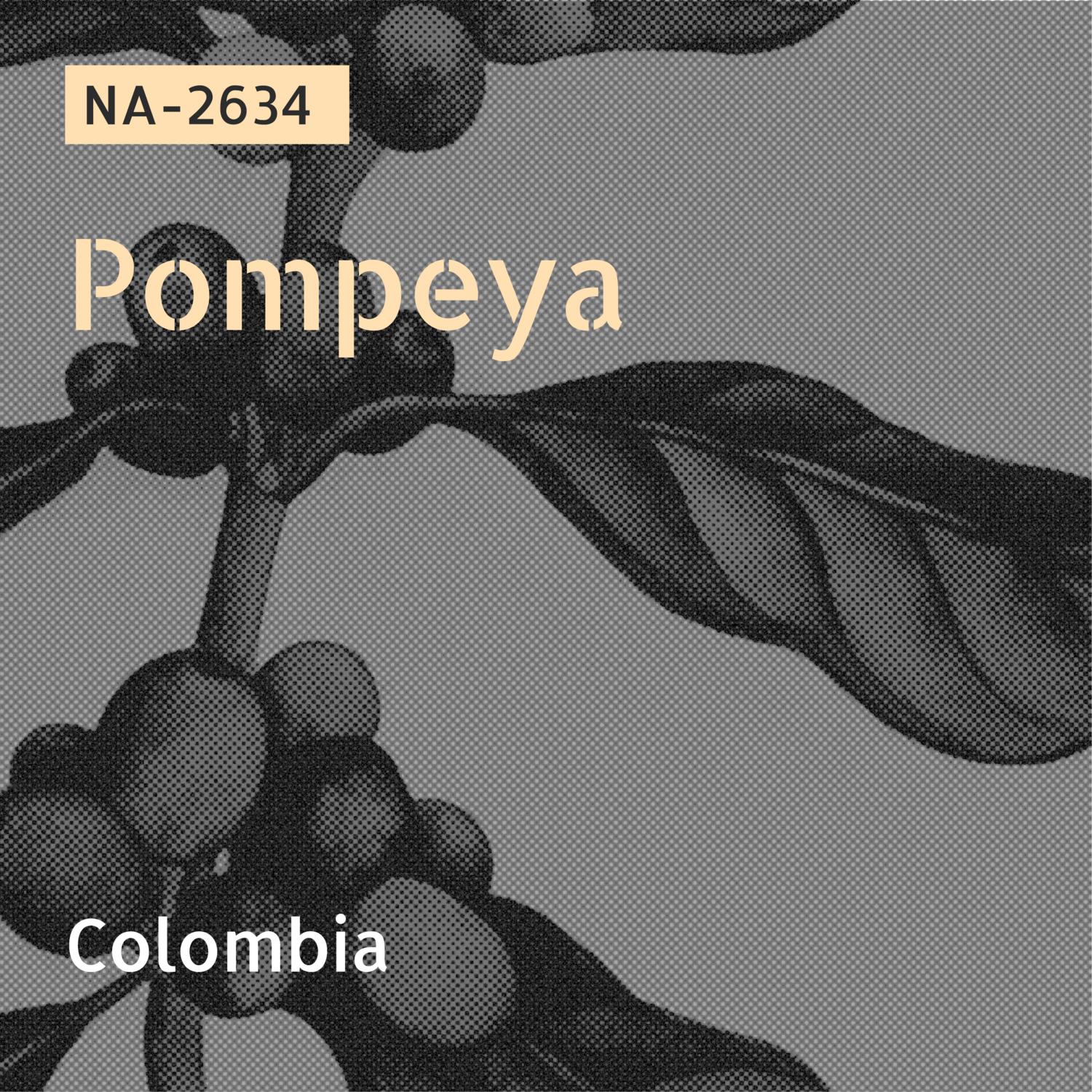 NA-2634 / Caturra-F6 / Washed