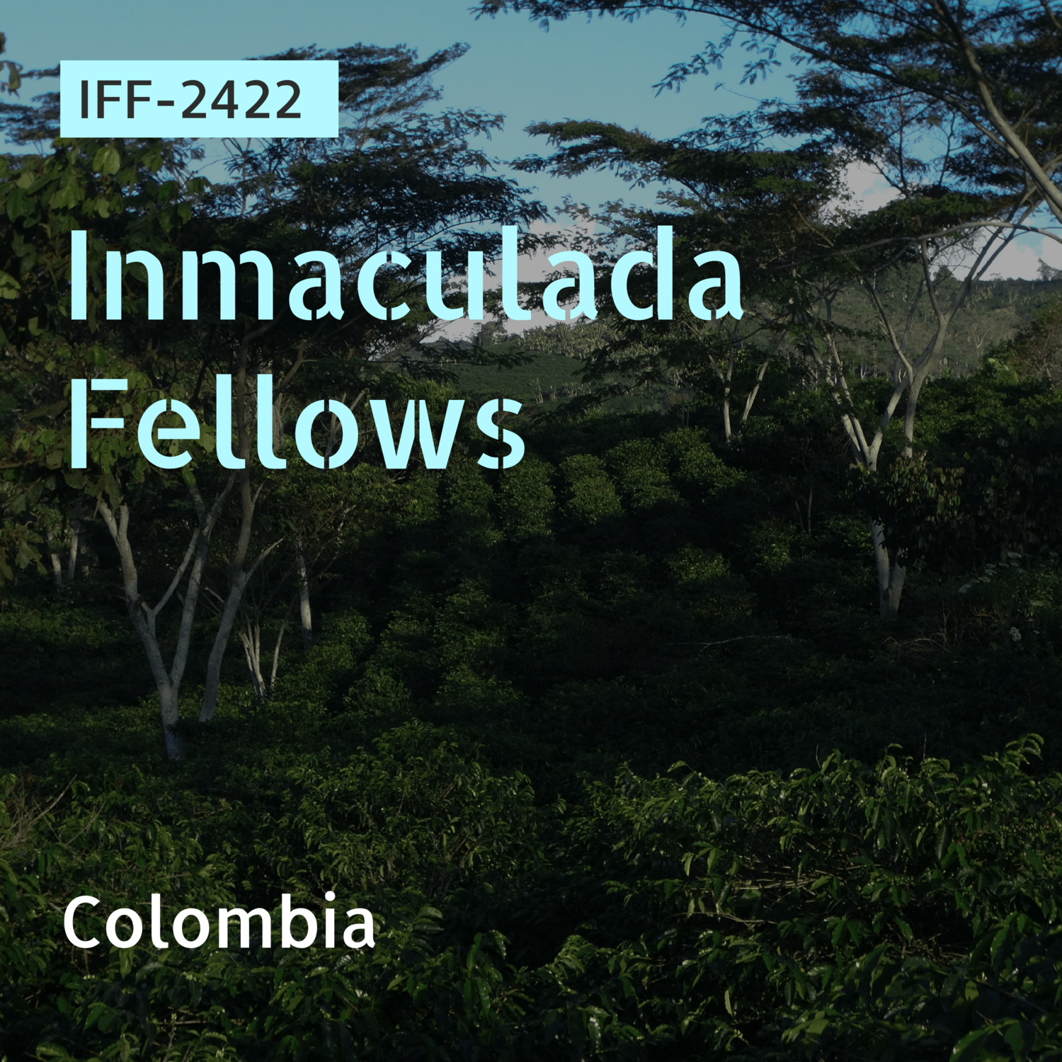 IFF-2422 / Papayo / AN-Natural