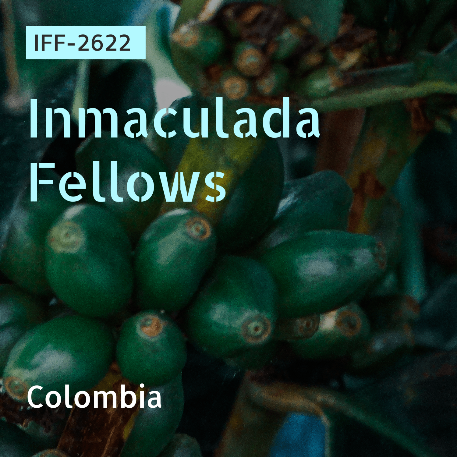 IFF-2622 / Papayo / Washed