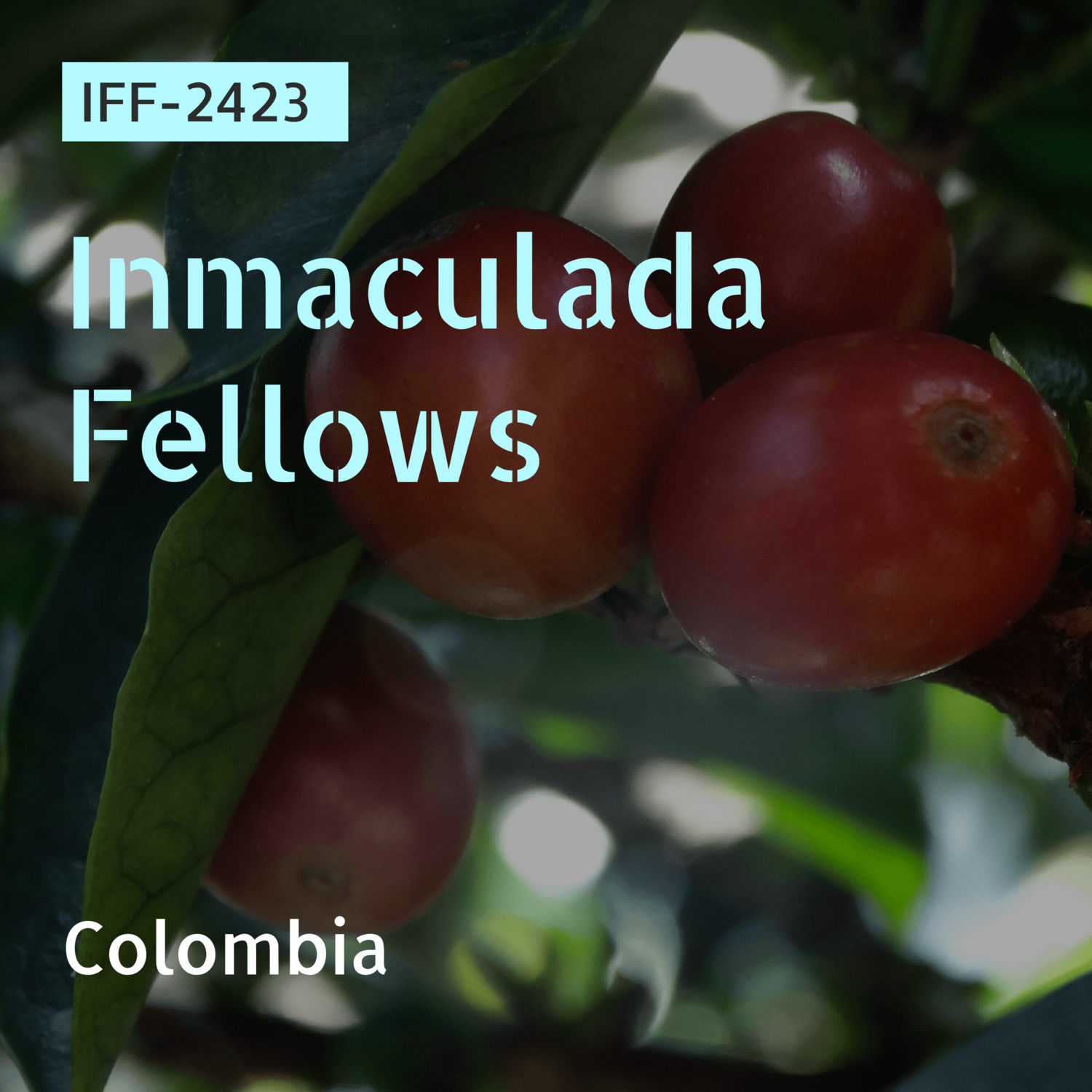 IFF-2423 / Geisha / Natural