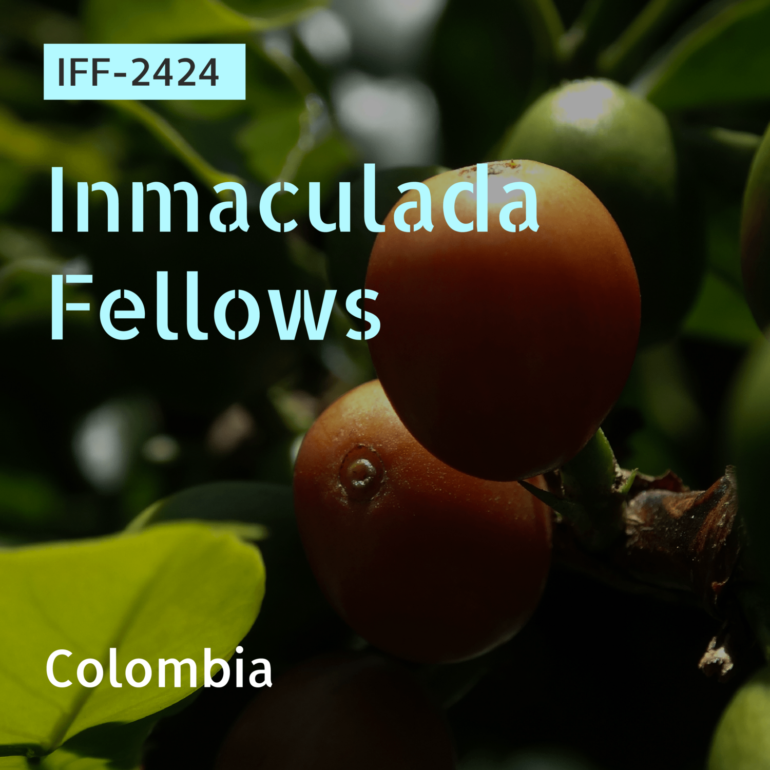 IFF-2424 / Pink Bourbon / Honey