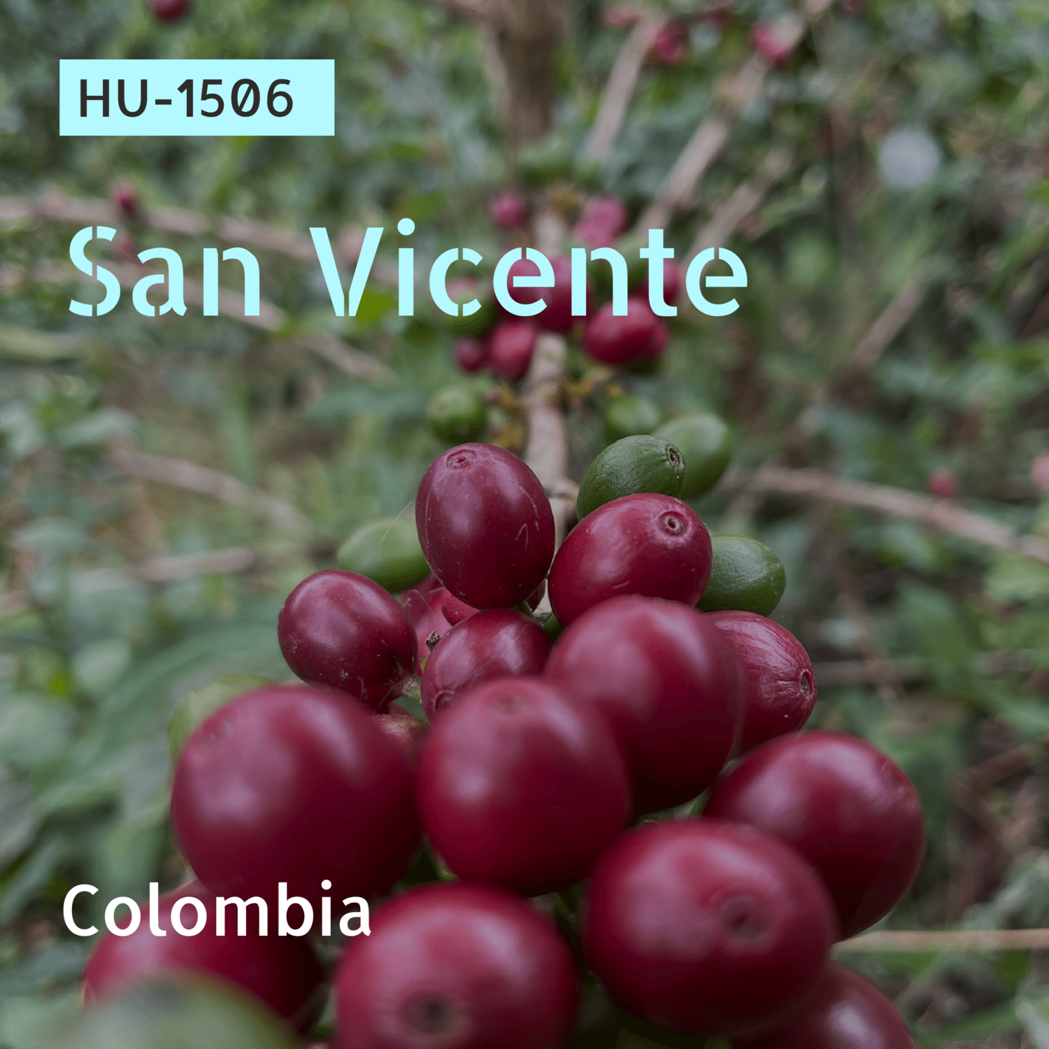 HU-1506 / Arusi / Washed