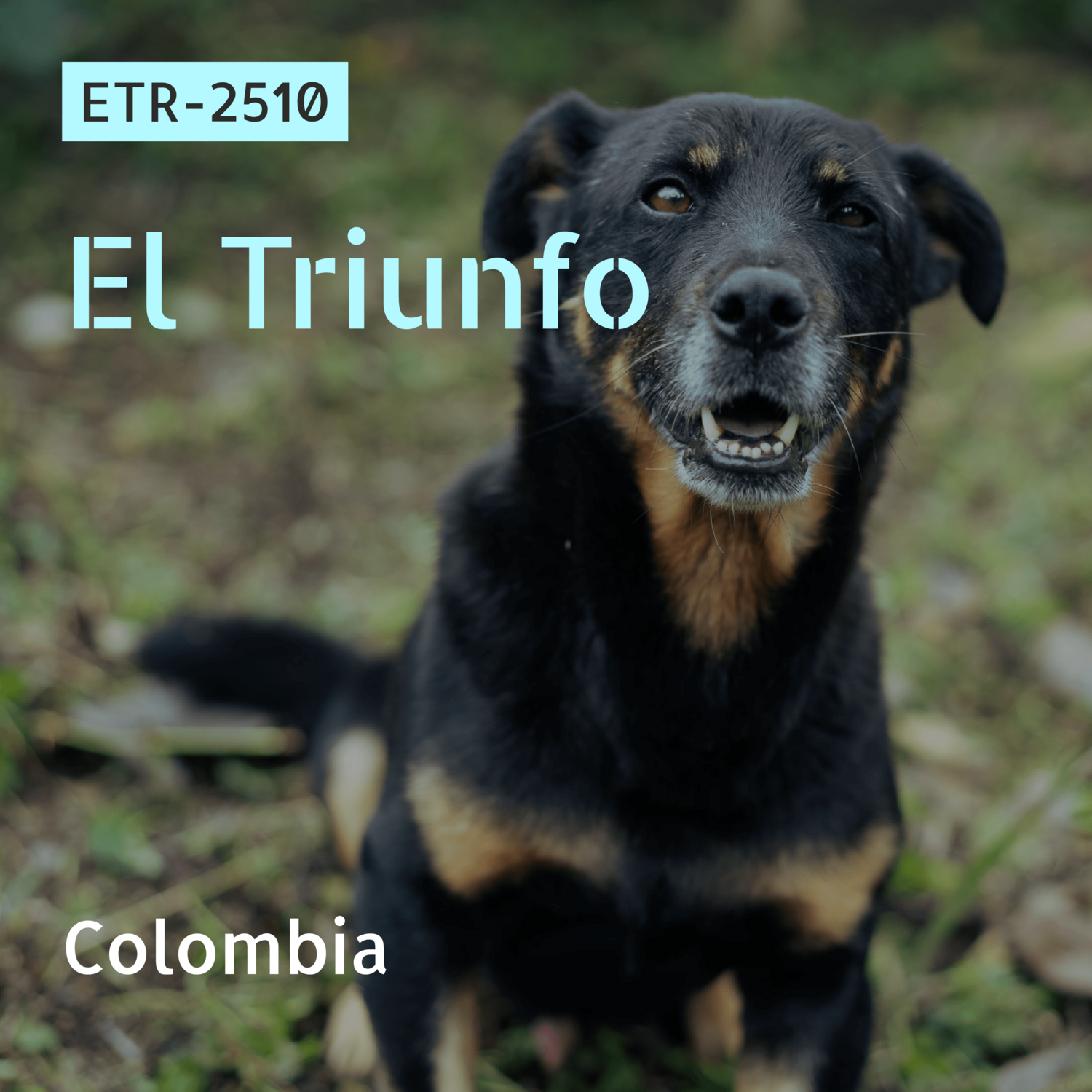 ETR - 2510/ Sidra / Mosto Natural