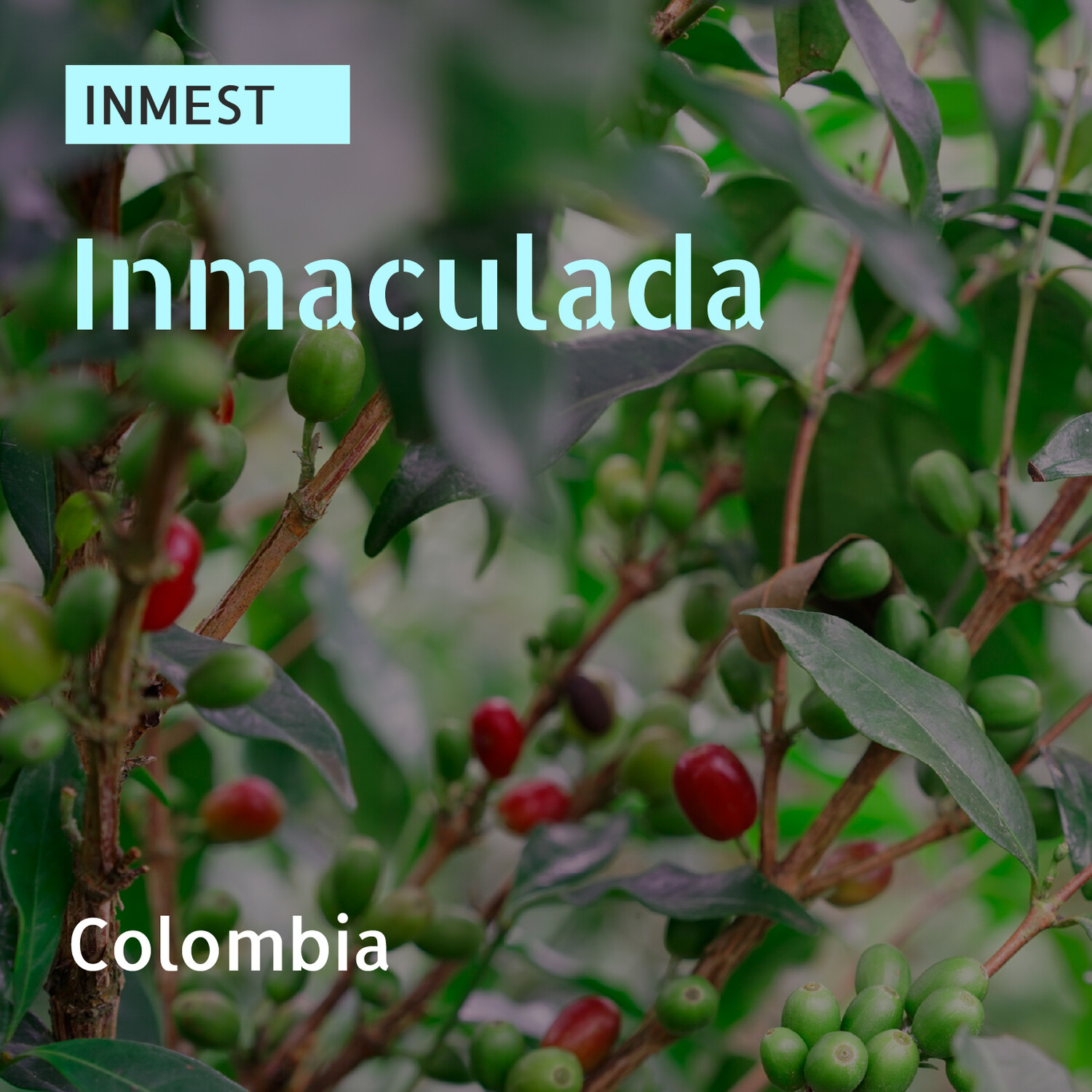 INMEST / Eugenioides / Natural Anaerobic