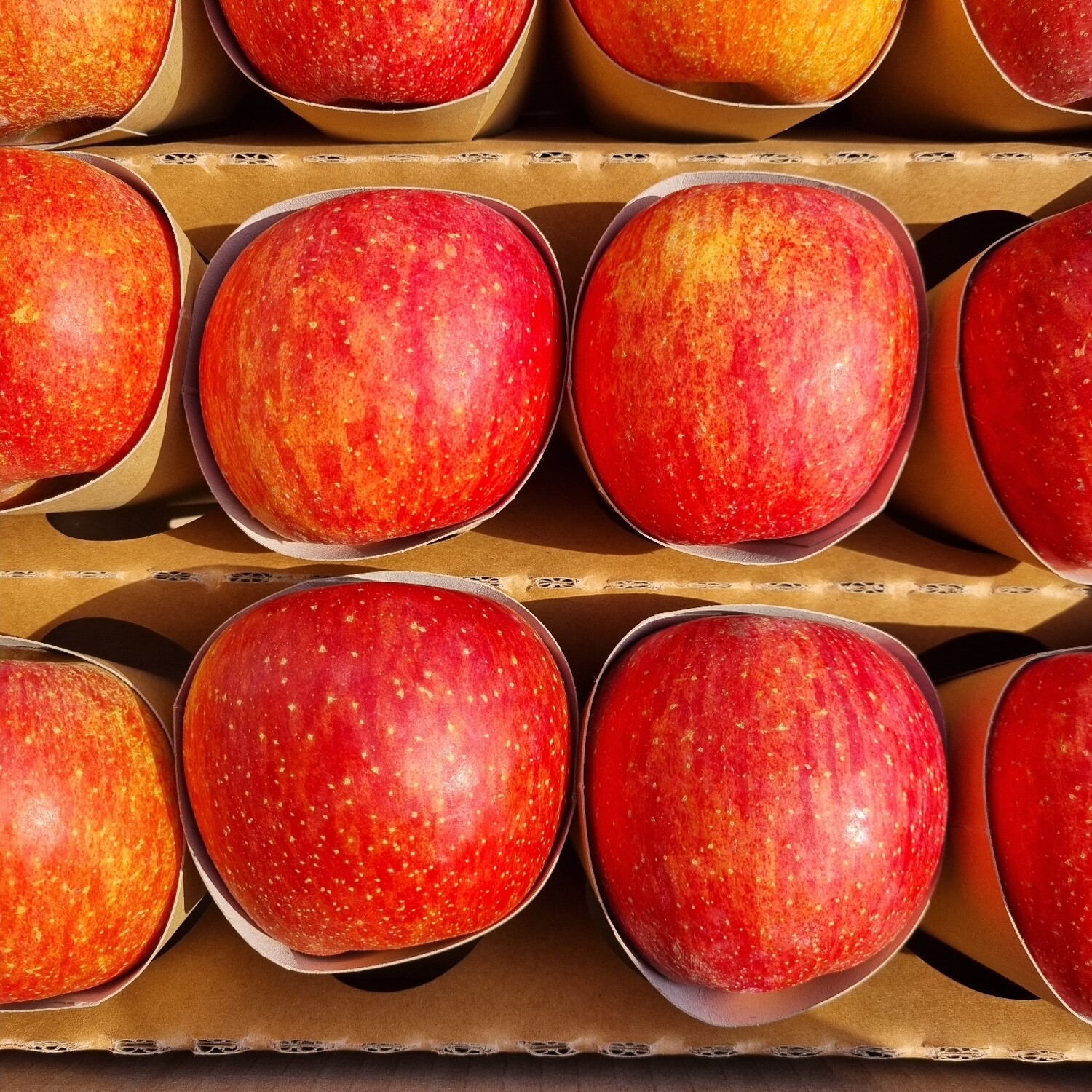 부사(후지)사과