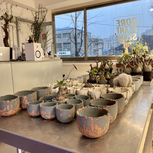 A NU Bowl Pots | 고어플랜트서울 (GORE PLANT SEOUL)