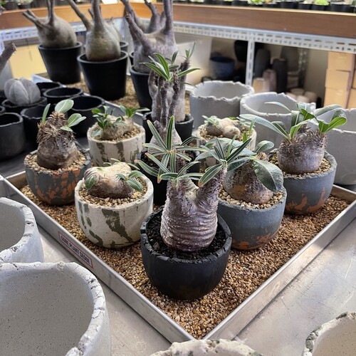 A NU Bowl Pots | 고어플랜트서울 (GORE PLANT SEOUL)