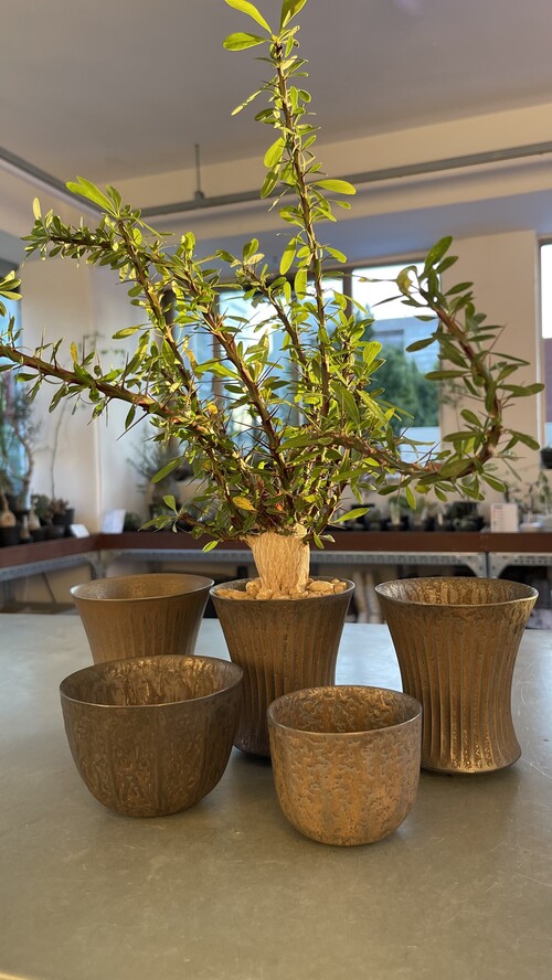 backside works gore plnat seoul プラ鉢 植木鉢 backside works gore