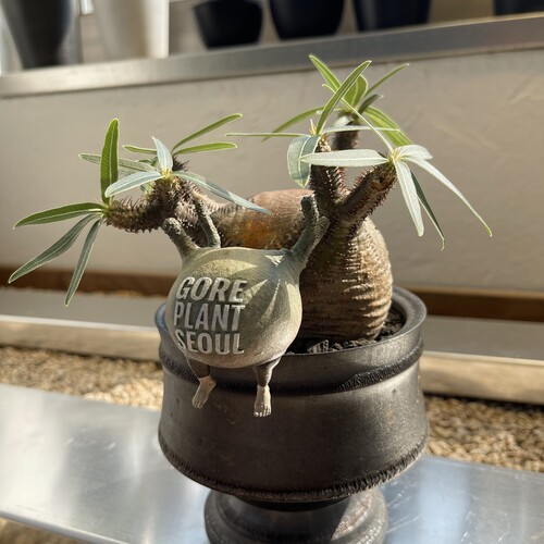 backside works gore plnat seoul プラ鉢 植木鉢 OZWRT 2025 | 고어플랜트서울 (GORE PLANT SEOUL)