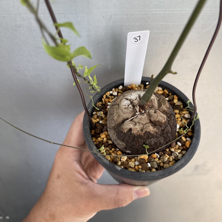 公式サイトセール OZWRT Dioscorea Elephantipes - tipmuaythai.se