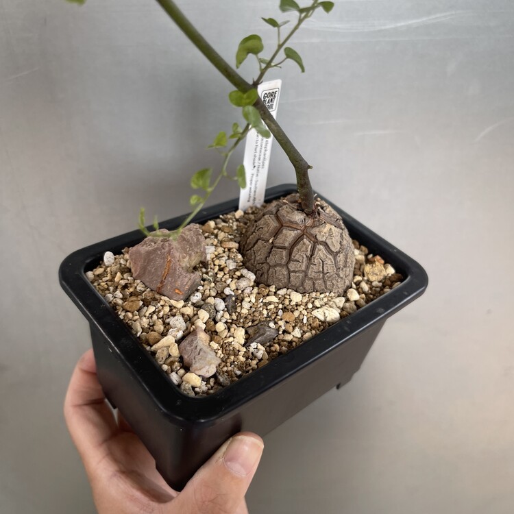 送料無料（一部地域を除く） OZWRT Dioscorea Elephantipes