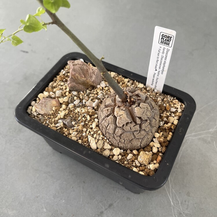 OZWRT Dioscorea Elephantipes 人気新品新作 インテリア・住まい・小物