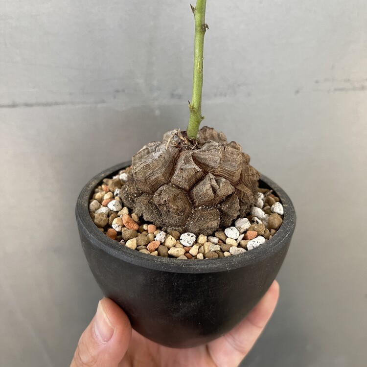 Dioscorea elephantipes 23-55