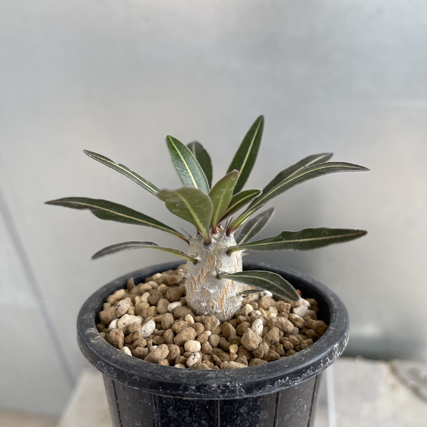 SHPR9762 Pachypodium succulentum – Cactus-online