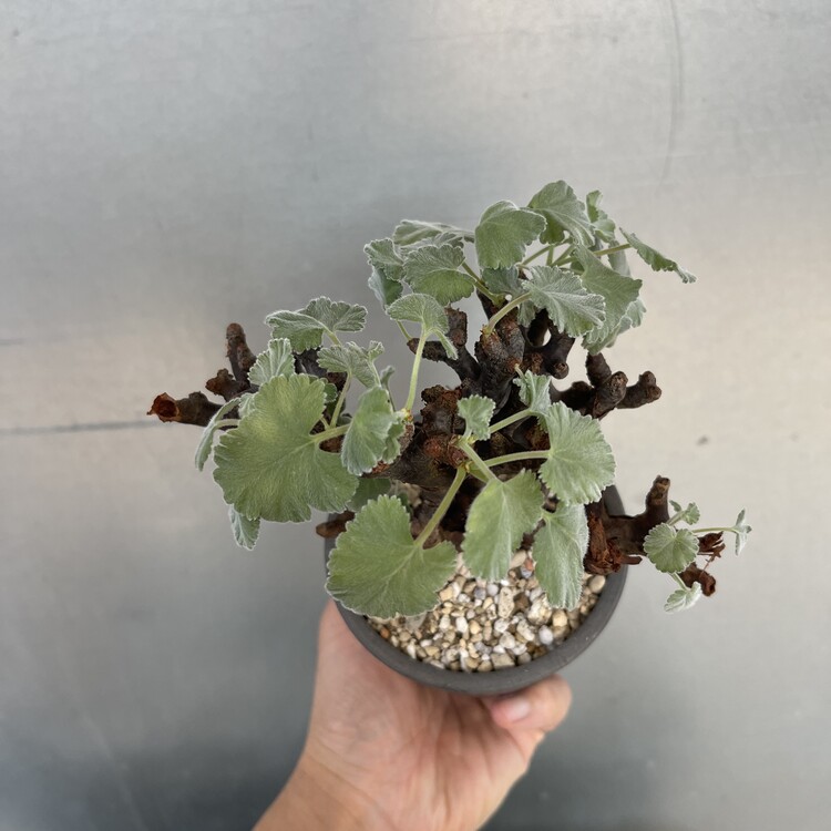 B1014 Pelargonium mirabile ペラルゴニウム ミラビレ