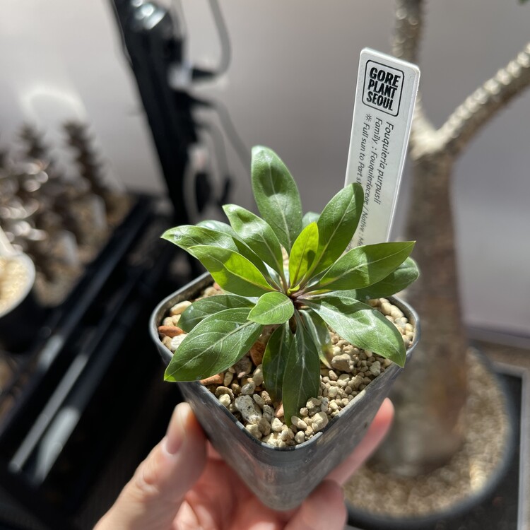 Fouquieria purpusii 24-09