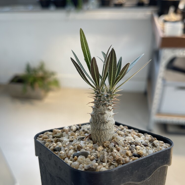 置物 botanize Pachypodium Gracilius var.White Pachypodium botanize Pachypodium Gracilius var.White gracilius 24-31