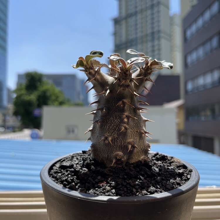 Pachypodium cactipes 24-01