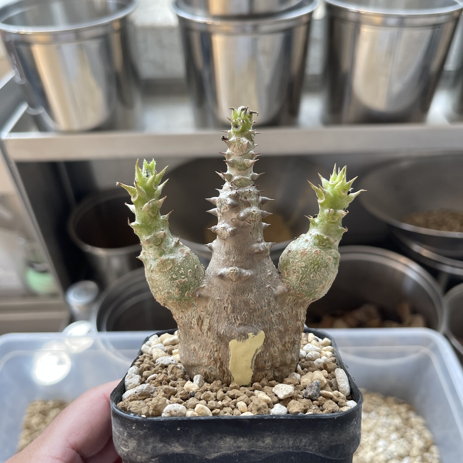 ☆ Pachypodium windsorii x widsorii☆パキポディウム