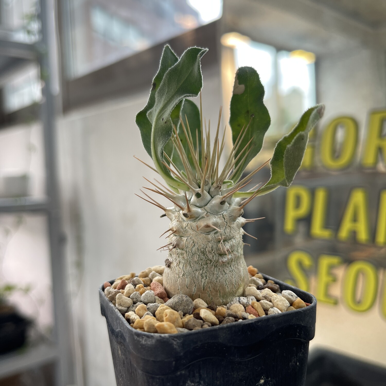 Pachypodium namaquanum 光堂 ナマクワランド 国産実生株