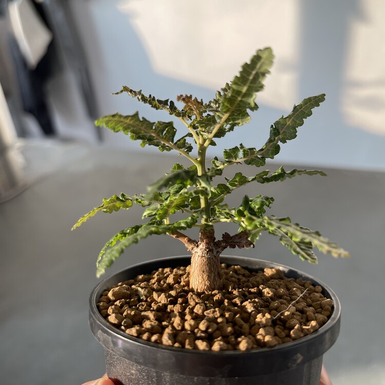 Boswellia aspleniifolia x nana 24 - 05 [Online Store Only]
