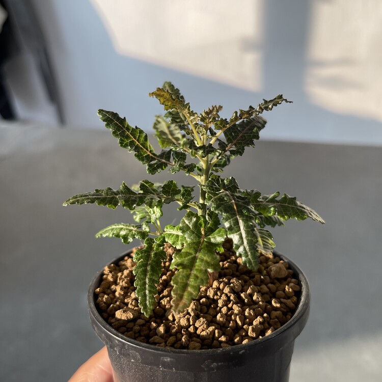Boswellia aspleniifolia x nana 24 - 05 [Online Store Only]