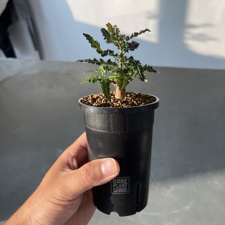 Boswellia aspleniifolia x nana 24 - 05 [Online Store Only]