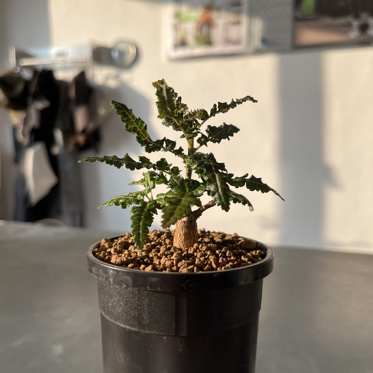在庫ラスト！ 【種子】 Boswellia aspleniifolia 5粒 image_1722504296562_1500.jpg