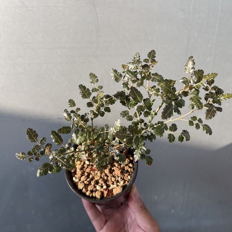 Boswellia aspleniifolia x nana 24 - 04 [Online Store Only]
