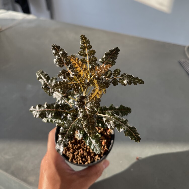 Boswellia aspleniifolia x nana 24 - 03 [Online Store Only]의 사본