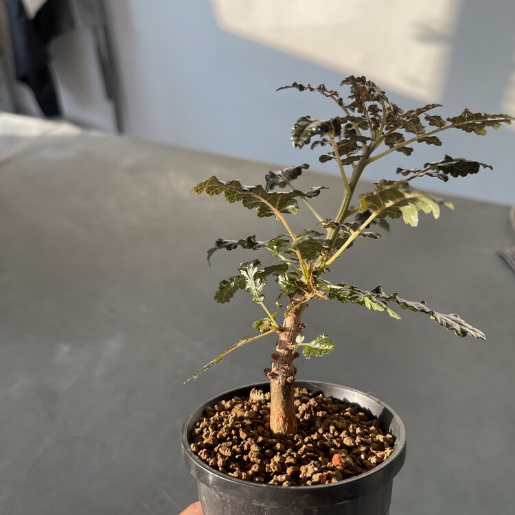Boswellia aspleniifolia x nana 24 - 03 [Online Store Only]