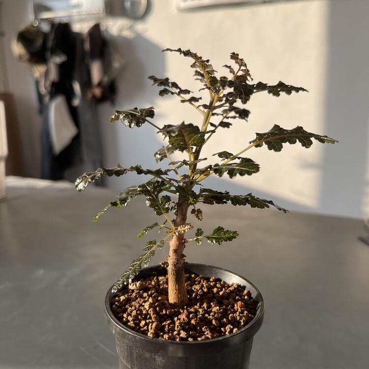 Boswellia aspleniifolia x nana 24 - 03 [Online Store Only]