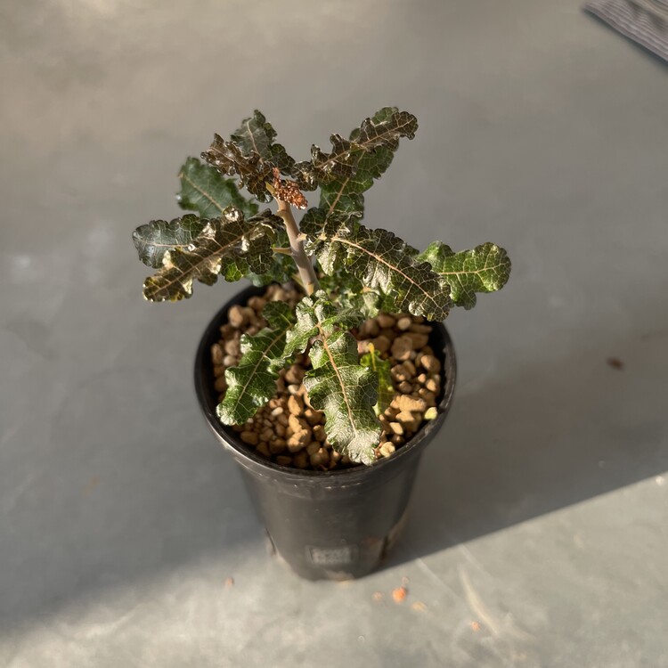 Boswellia aspleniifolia x nana 24 - 02 [Online Store Only]