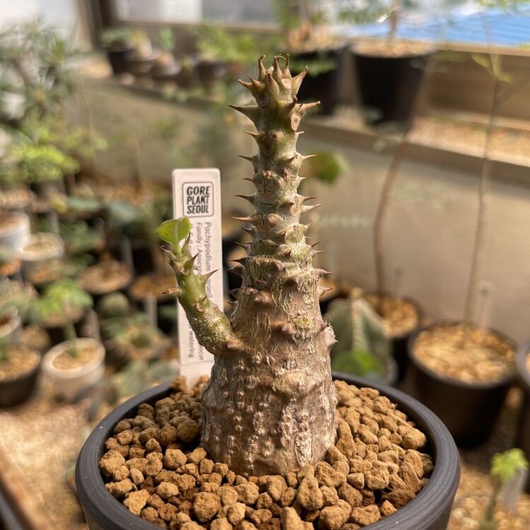 Pachypodium パキポディウム ウィンゾリー windsorii 塊根植物 輸入