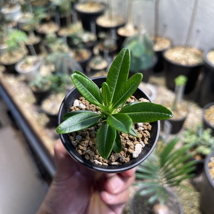 パキポディウム アンボンゲンセ　２つセット パキポディウム アンボンゲンセ | hanayoshi-botanical