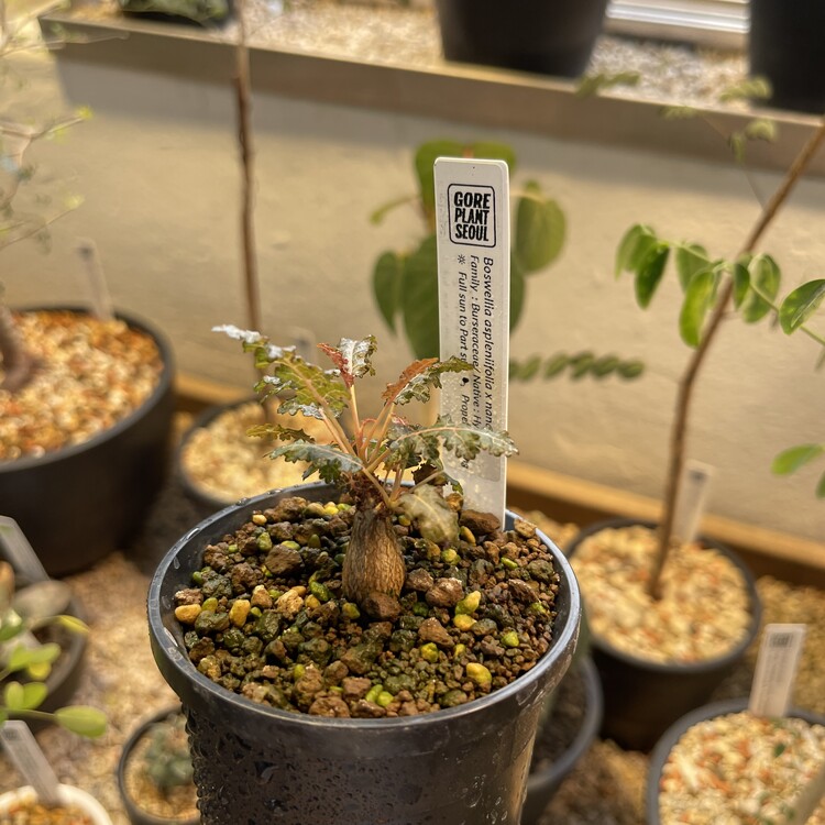 Boswellia aspleniifolia x nana 24 - 44 [Online Store Only]
