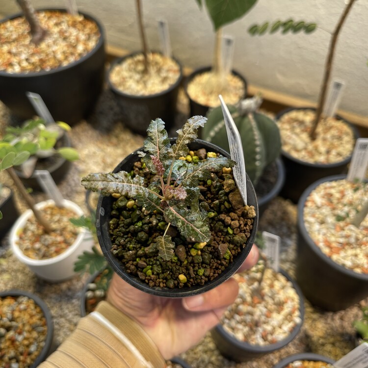 Boswellia aspleniifolia x nana 24 - 44 [Online Store Only]
