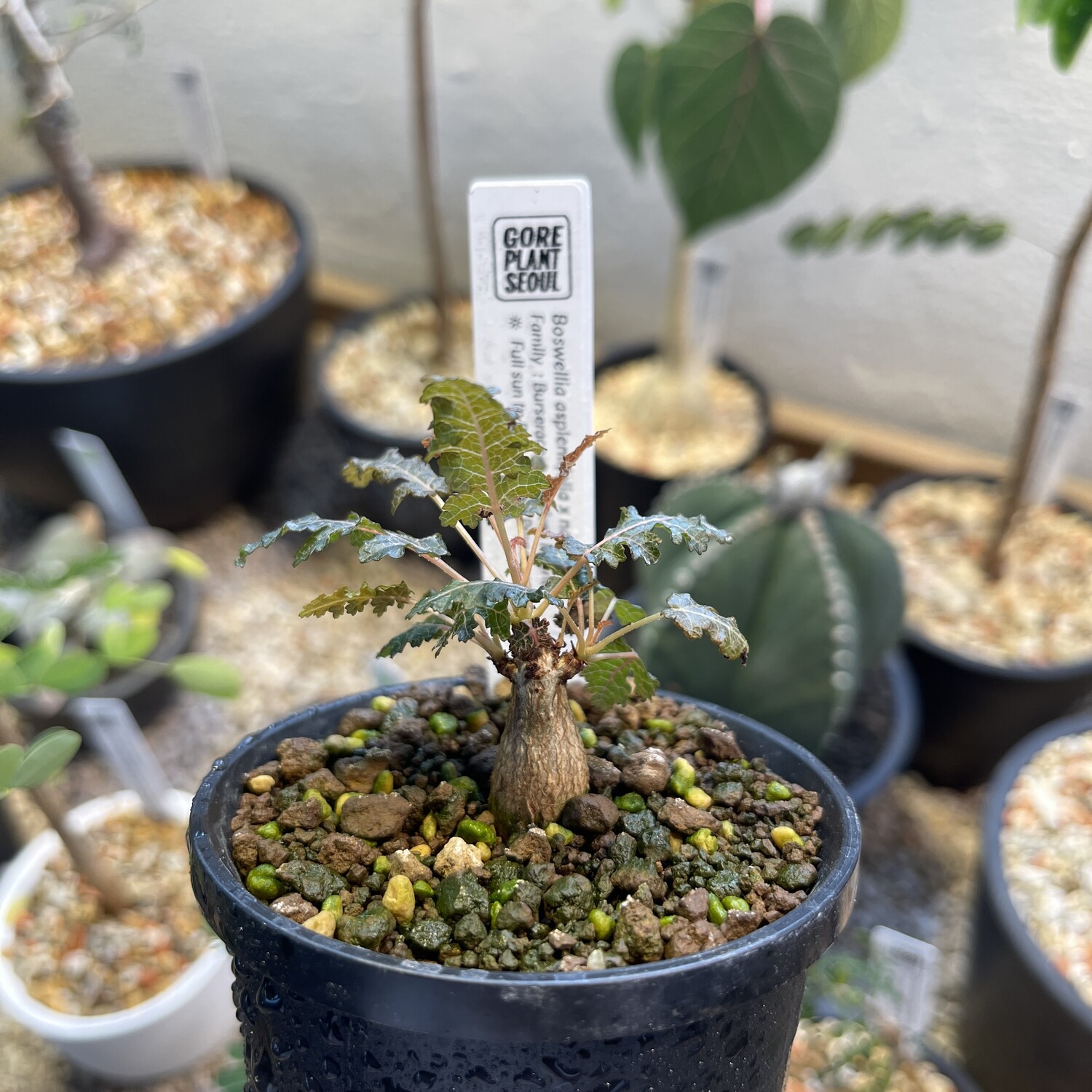種子】 Boswellia aspleniifolia 5粒 種子】 Boswellia aspleniifolia