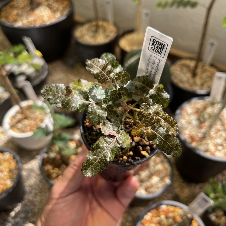 Boswellia aspleniifolia x nana 24 - 42 [Online Store Only]