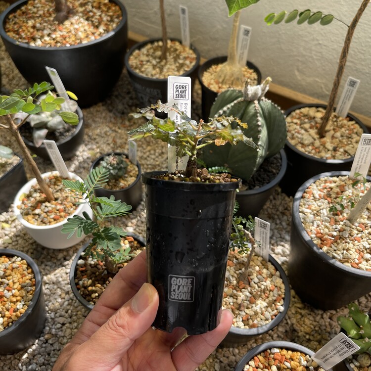 Boswellia aspleniifolia x nana 24 - 42 [Online Store Only]