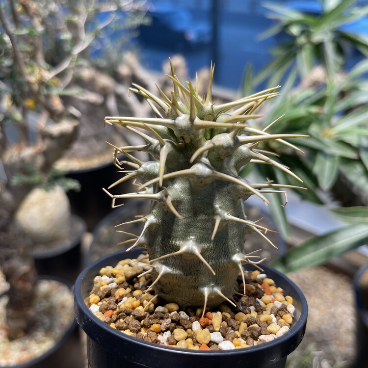 carvani様専用Pachypodium Ambongense 種子 100個 carvaniPachypodium