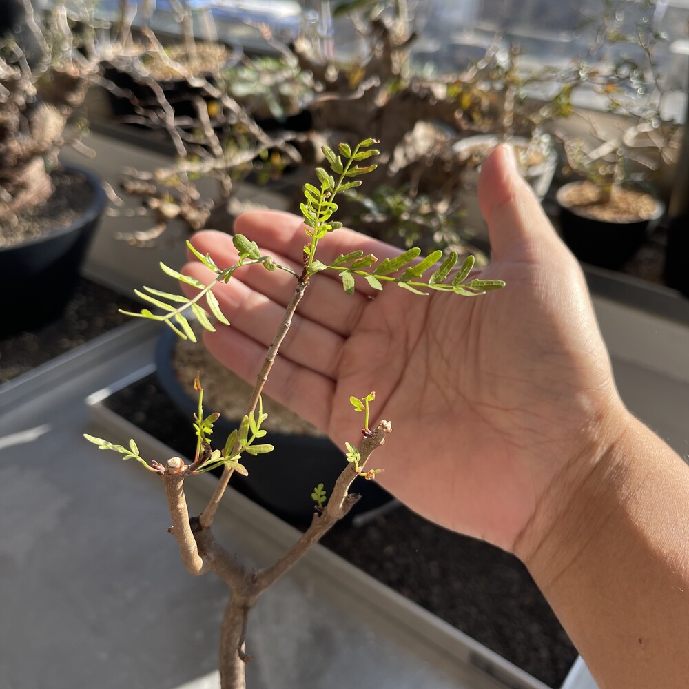 Bursera microphylla 2501