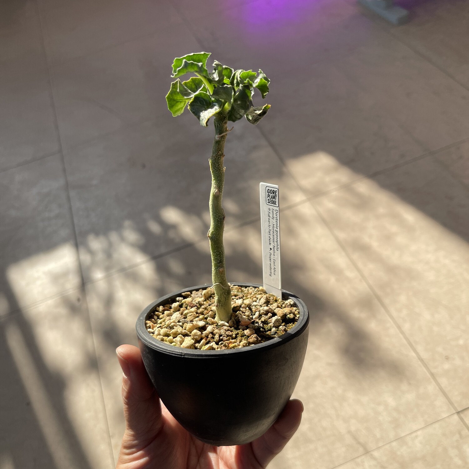 観葉植物 Dorstenia Gypsophila