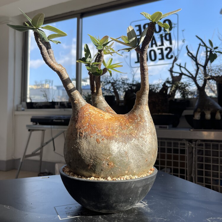 OZWRT Pachypodium Graciliphant SSサイズ 【公式通販】