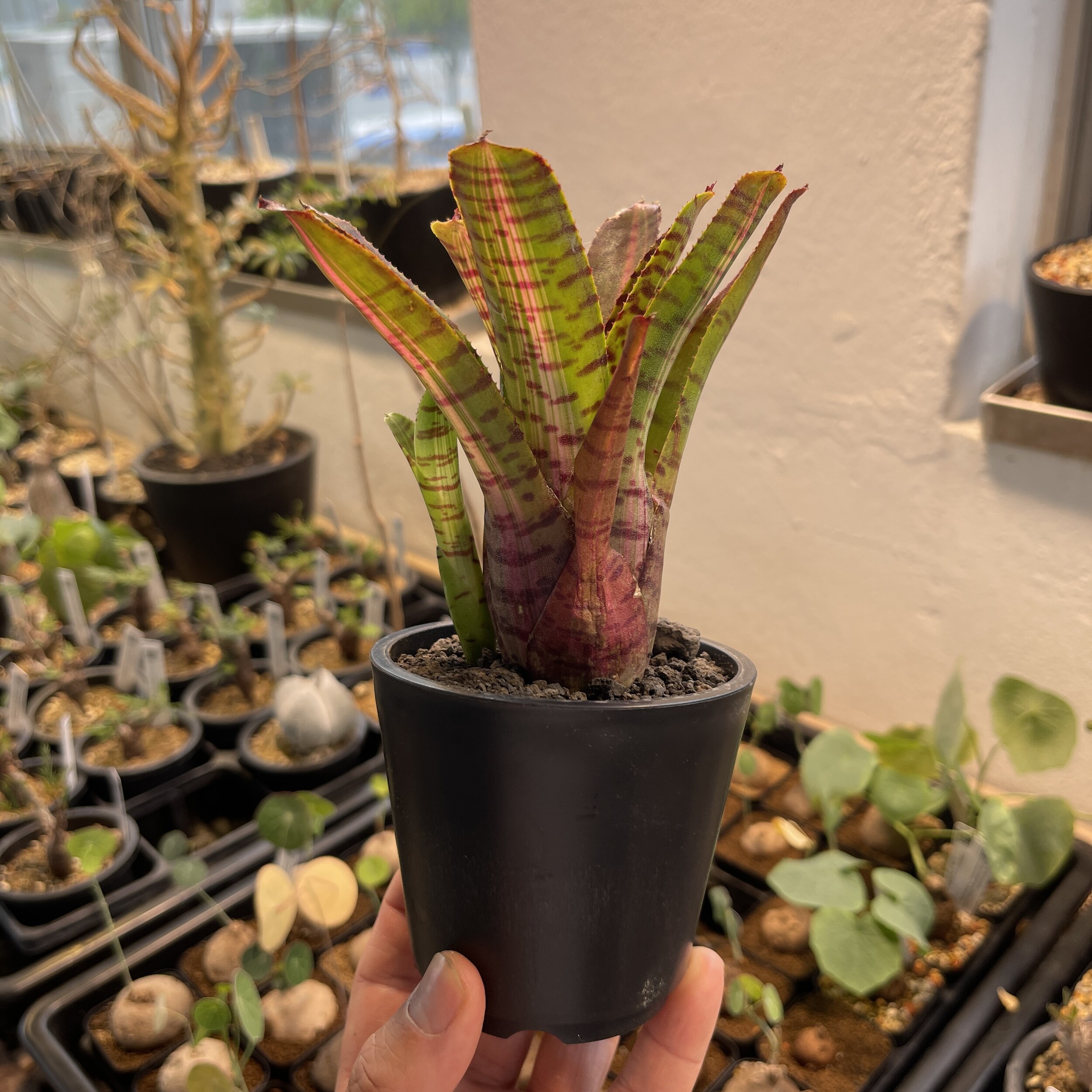 Neoregelia. Hybrid (브로멜리아드) 25-09