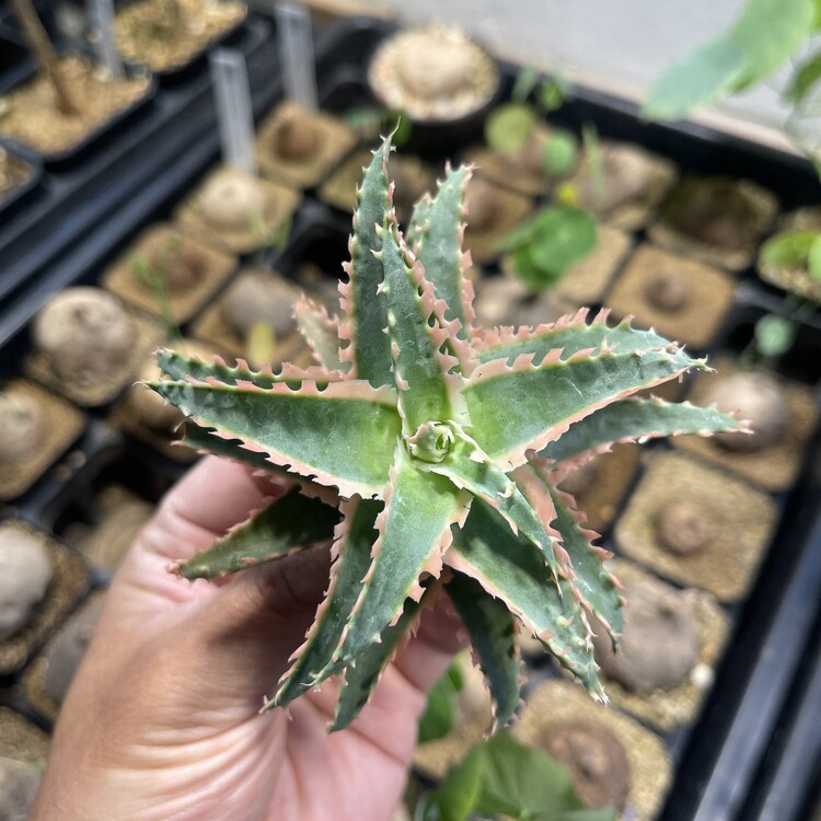 Aloe TCT. Hybrid - 2562